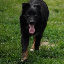 Harrah - Australian Shepherd