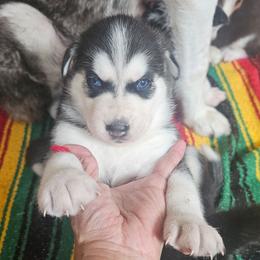 Shadow - Black tan and white male Siberian Husky puppy in Springfield, Massachusetts from 16acreshuskies
