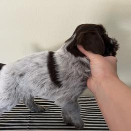 Wirehaired Pointing Griffon Puppies from American Patriot Kennel