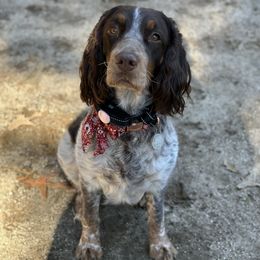 Mabel - English Springer Spaniel