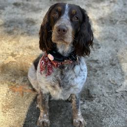 Mabel - English Springer Spaniel