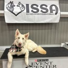 Calypso - Shiloh Shepherd