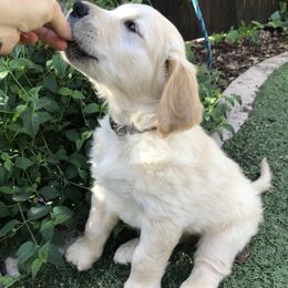 Golden Retriever Puppies from Bennett Goldens