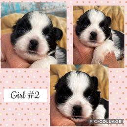 Sally - Black and white female Shih Tzu puppy in Claremont, California from Lovable Shih Tzus