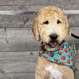 Chloe - Goldendoodle