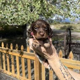 Tanya - Piebald female Dachshund puppy in Delta, Colorado from Weinderful Dachshunds