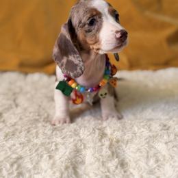 Maisie - Dapple female Dachshund puppy in Calexico, California from The house of Dachshund