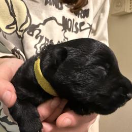 Ross - Black brindle male Scottish Terrier puppy in Oak Harbor, Washington from Nicole's Scottish Terriers