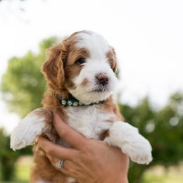 Assorted Doodle Crosses, Bernedoodle, and Goldendoodle Puppies from Down Country Doodles