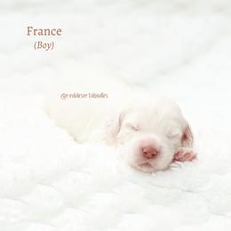 France - Cream male Australian Labradoodle puppy in Hurricane, Utah from Red Desert Doodles