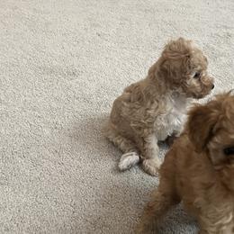 Poodle Puppies from ItalianToyPoodles
