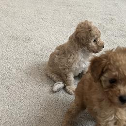Poodle Puppies from ItalianToyPoodles