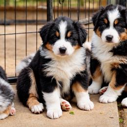 Demi - Black tri-color female Australian Shepherd puppy in Olivehurst, California from Double M Aussies