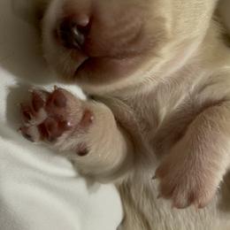 Dachshund Puppies from LovelylilDoxies