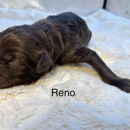 Reno - Chocolate male Goldendoodle puppy in New Ringgold, Pennsylvania from Hawk Mountain Doodles