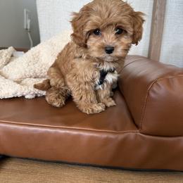 Bernedoodle, Cavapoo, Havanese, and Havapoo Puppies from Lady Paws Puppies - Cassie