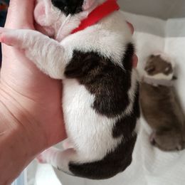 English Bulldog Puppies from Ruza's Bulldogs