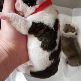 English Bulldog Puppies from Ruza's Bulldogs