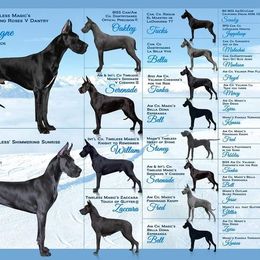 Great Dane Puppies from Timeless Danes