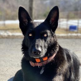 Tarra - German Shepherd