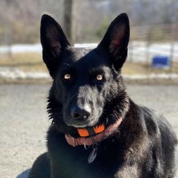 Tarra - German Shepherd