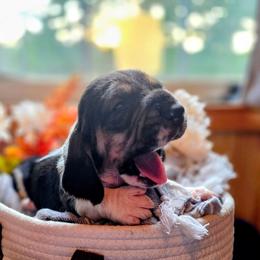 Fark green boy - Black white and brown male Basset Hound puppy in Converse, Louisiana from Walkers Catuna Bassett Hounds