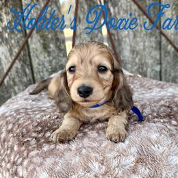 Louie-1800 - Cream male Dachshund puppy in Atwood, Oklahoma from Holder’s Doxie Farm
