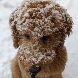Bernedoodles and Goldendoodles from Peanut Butter Doodles