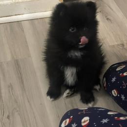 Black and white male - Black parti male Pomeranian puppy in Adairsville, Georgia from BE North GA Pomeranians