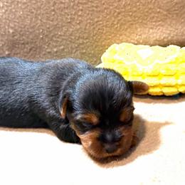Forrest - Black and tan male Yorkshire Terrier puppy in Paris, Tennessee from Nolan’s Yorkie Farm