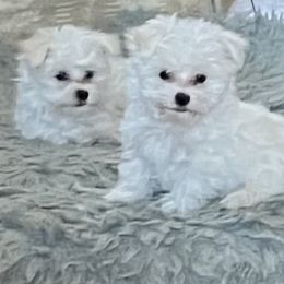 Maltese puppies from AddaSiDanes