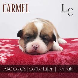 Carmel - Red female Pembroke Welsh Corgi puppy in Pine Village, Indiana from NL Horsemanship