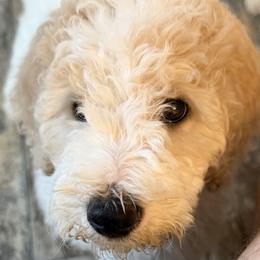Cupet - Parti female Goldendoodle puppy in Indian Mound, Tennessee from Dana Walters