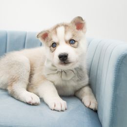 Golden Retriever, Miniature American Shepherd, and Siberian Husky Puppies from HuskiesAndGoldensWithFinesse