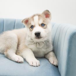 Golden Retriever, Miniature American Shepherd, and Siberian Husky Puppies from HuskiesAndGoldensWithFinesse