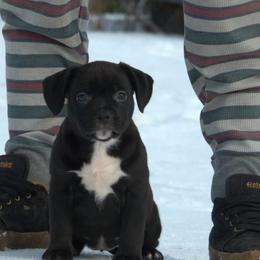 Brioche - Black tri-color female American Bully puppy in Orlinda, Tennessee from SimplyBullies