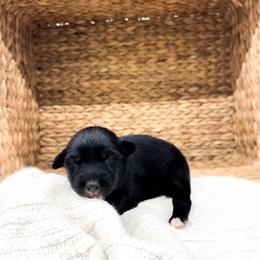 Jolene - Black tri-color female Australian Shepherd puppy in Unionville, Iowa from Soap Creek Kennels