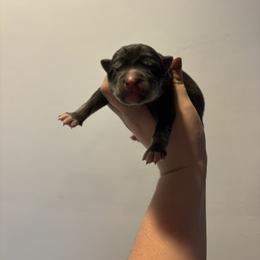 Boy 1 - Black tan and white male Siberian Husky puppy in Pelham, Alabama from Tails & Belles Dog Breeding