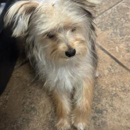 Charlotte Grace - Black & tan tri-color female Morkie puppy in Tucson, Arizona from Sun-Kissed Morkies