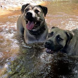Boerboels from Catalina's Boerboels