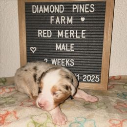 Black - Red merle male Australian Shepherd puppy in Camp Verde, Arizona from Diamond Pines Farm