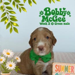 Bobby McGee - Apricot male Goldendoodle puppy in Frostproof, Florida from Lover Dover Doodles