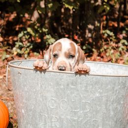 Great Dane Puppies from Tar River Great Danes