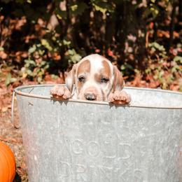 Great Dane Puppies from Tar River Great Danes