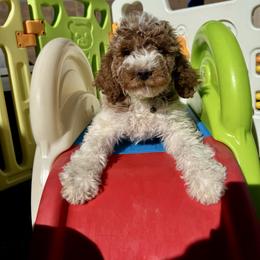Layla - Green Female - Parti female Goldendoodle puppy in Gilbert, Arizona from Azbernedoodlepuppies