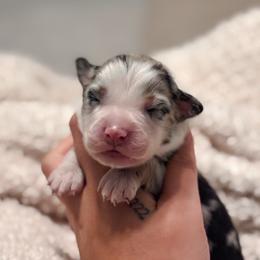 Orion AKC - Blue merle male Australian Shepherd puppy in Polk City, Florida from Skaky Shepherds