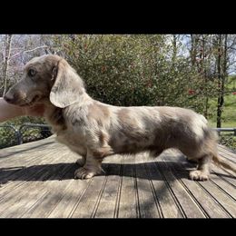 Duke  - Dachshund