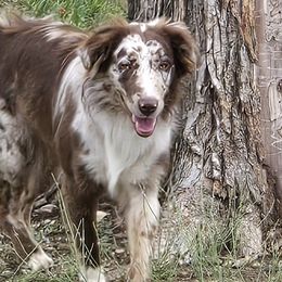 Dixie - Australian Shepherd