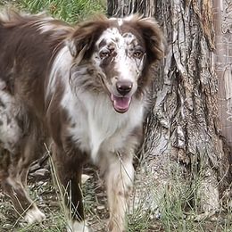 Dixie - Australian Shepherd