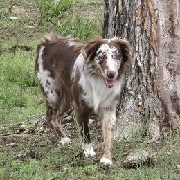 Dixie - Australian Shepherd